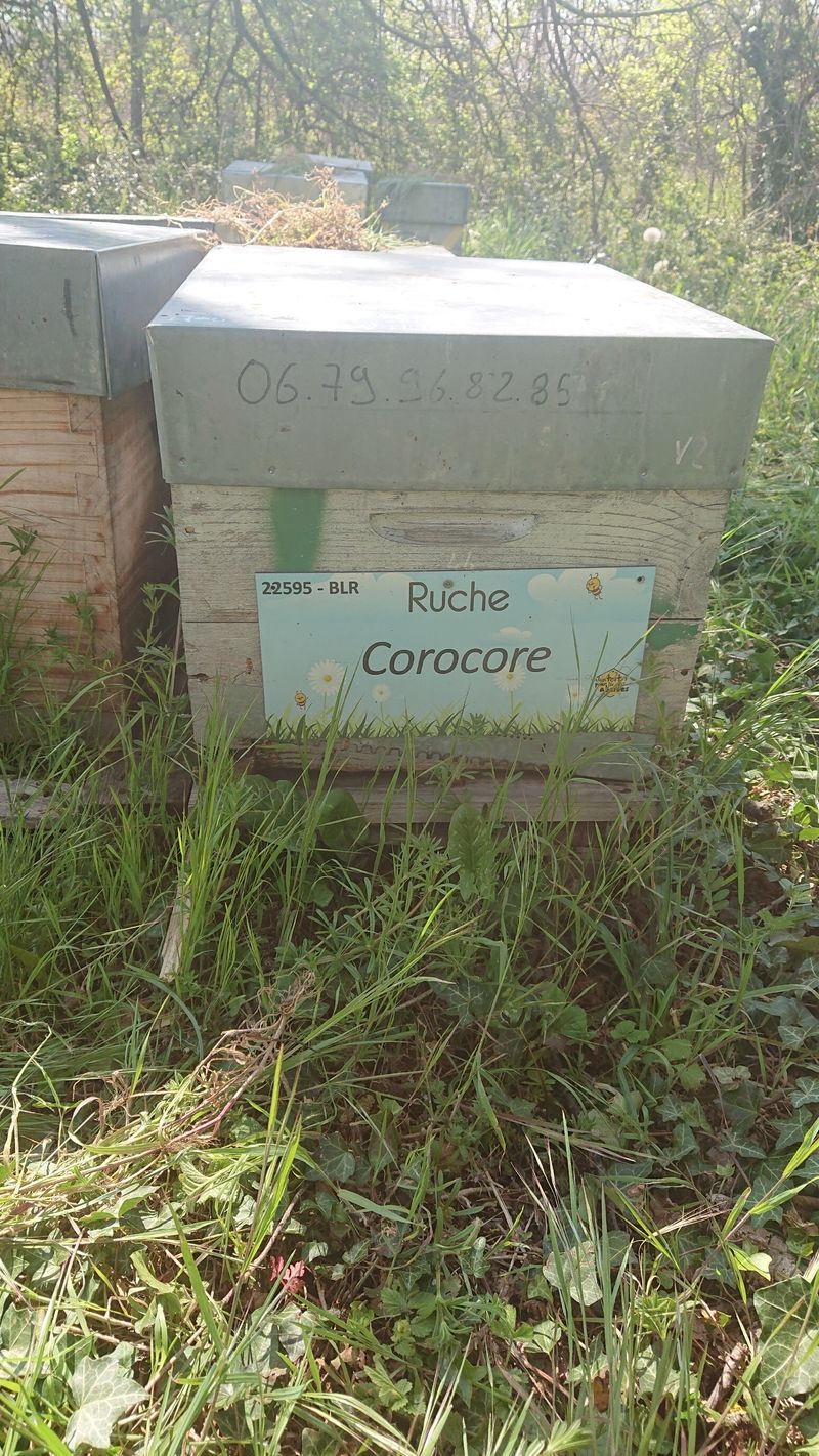 La ruche Corocore