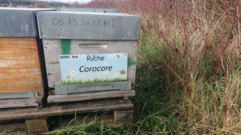 La ruche Corocore