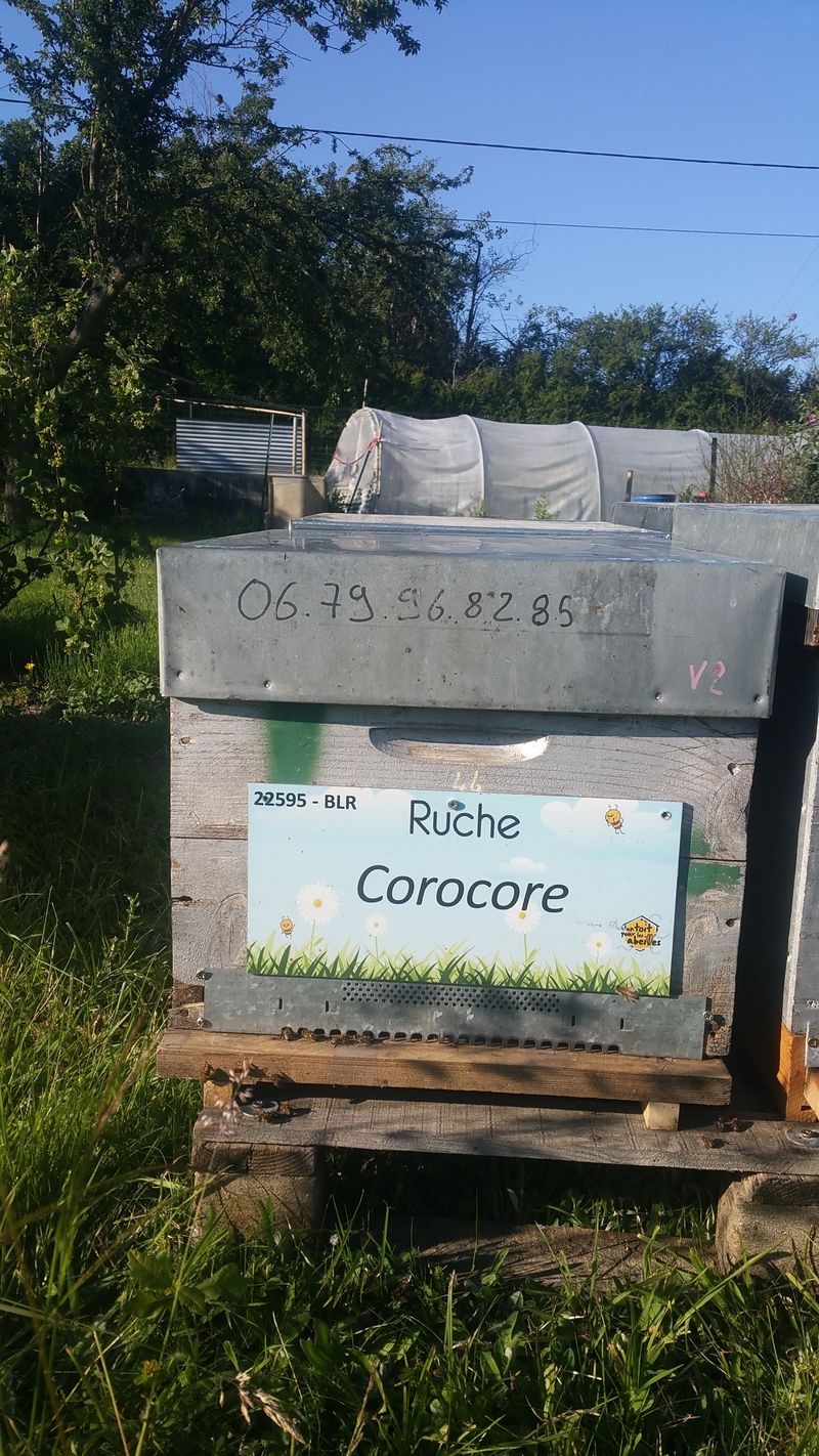 La ruche Corocore