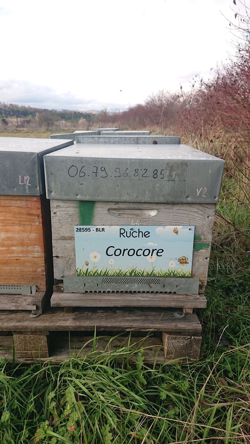 La ruche Corocore