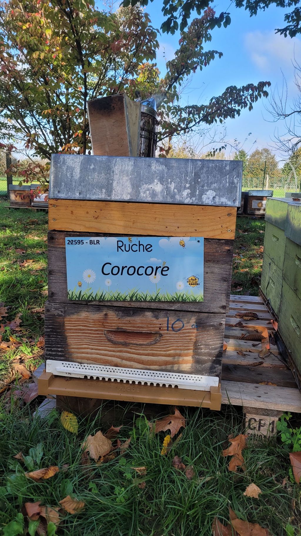 La ruche Corocore