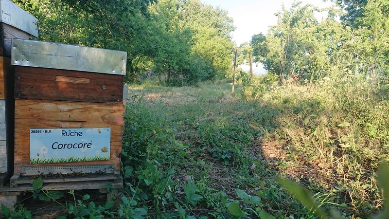 La ruche Corocore