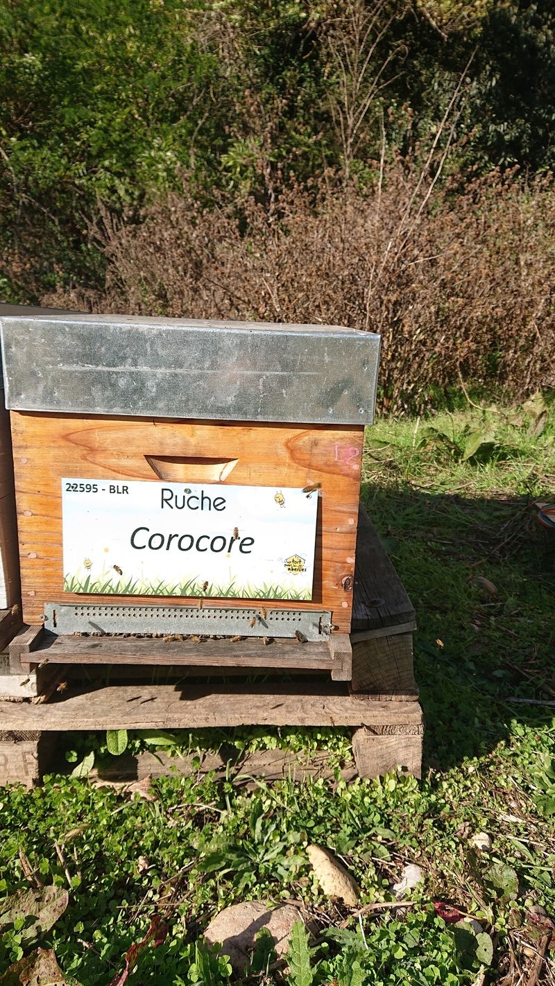 La ruche Corocore