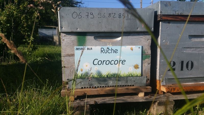La ruche Corocore