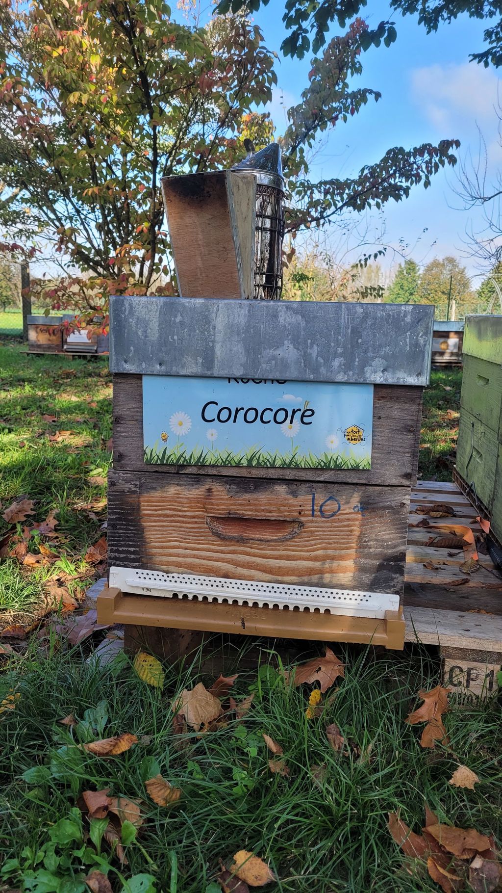 La ruche Corocore
