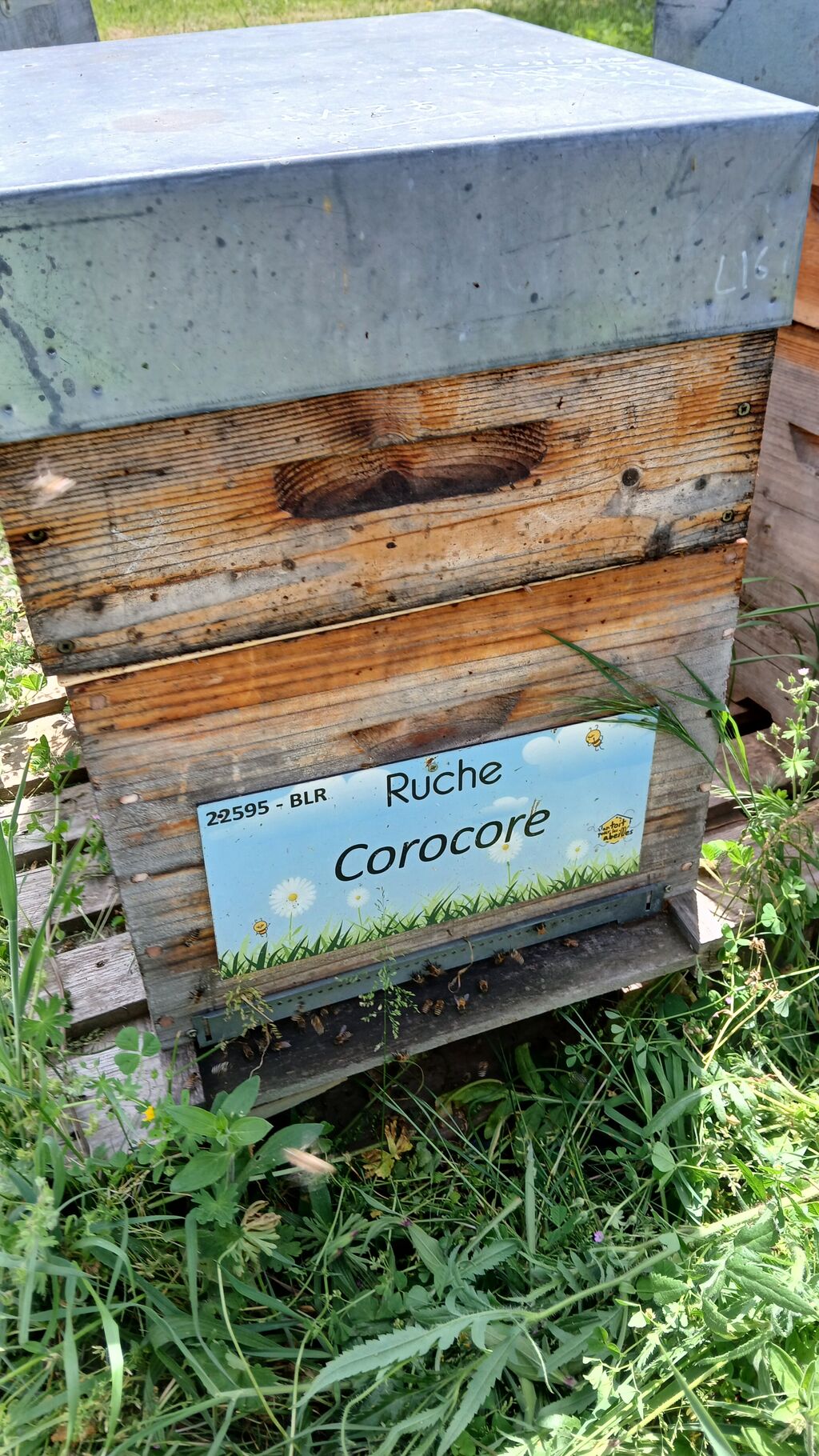 La ruche Corocore