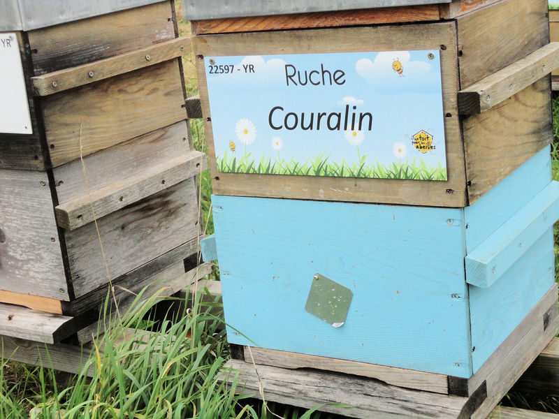 La ruche Couralin