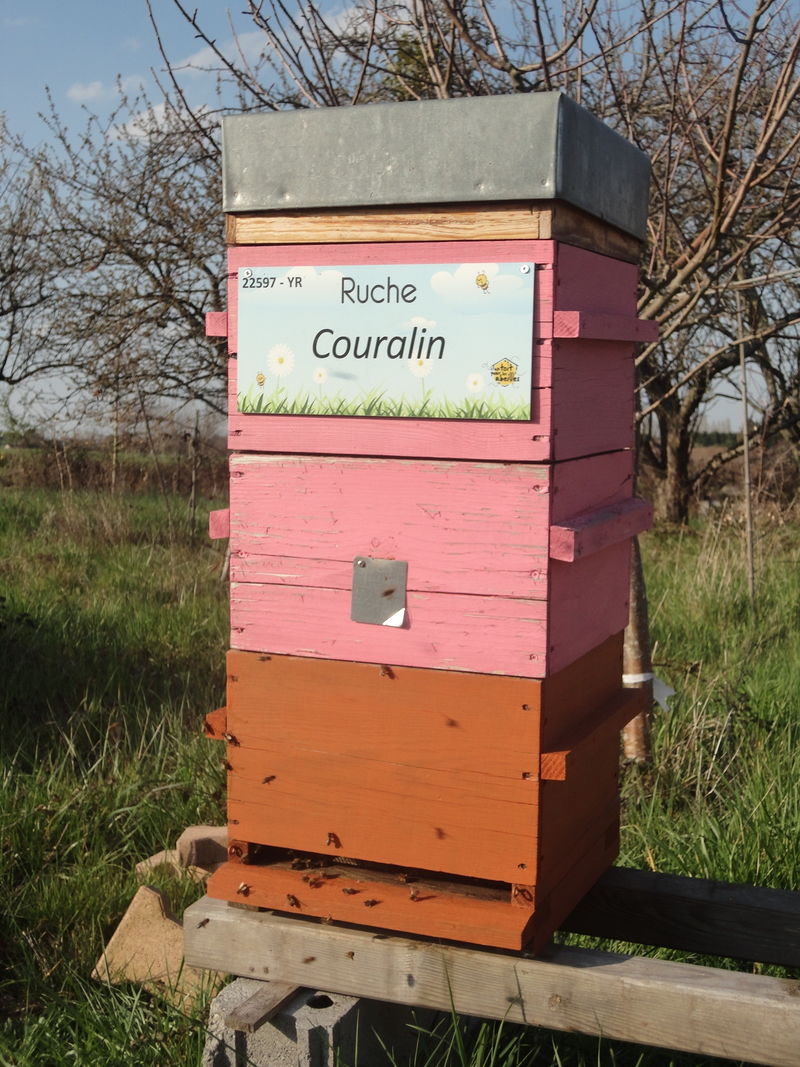 La ruche Couralin