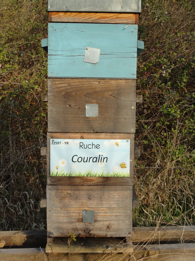 La ruche Couralin
