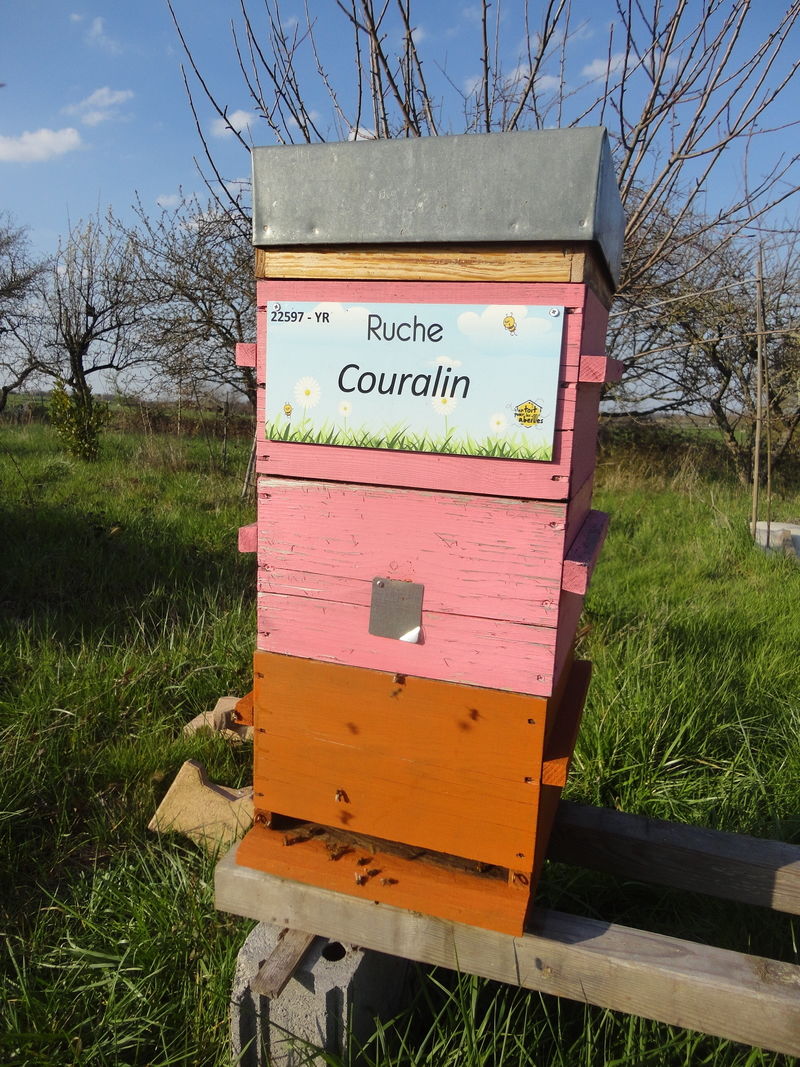 La ruche Couralin