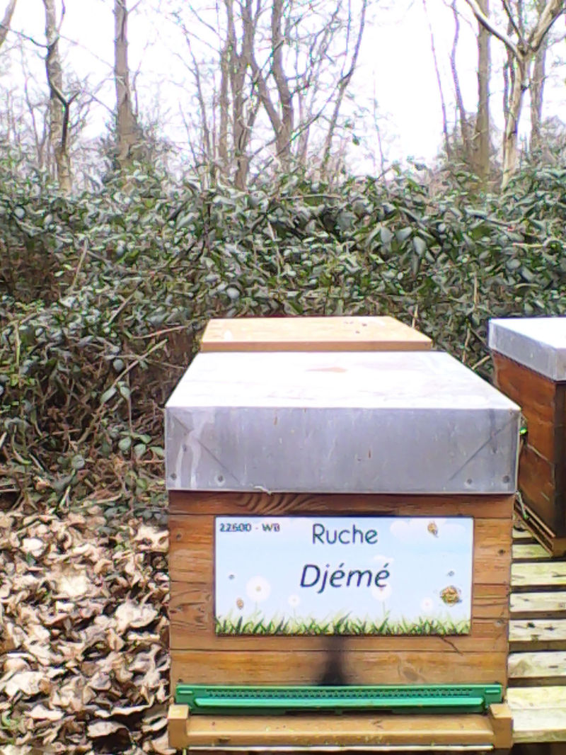 La ruche