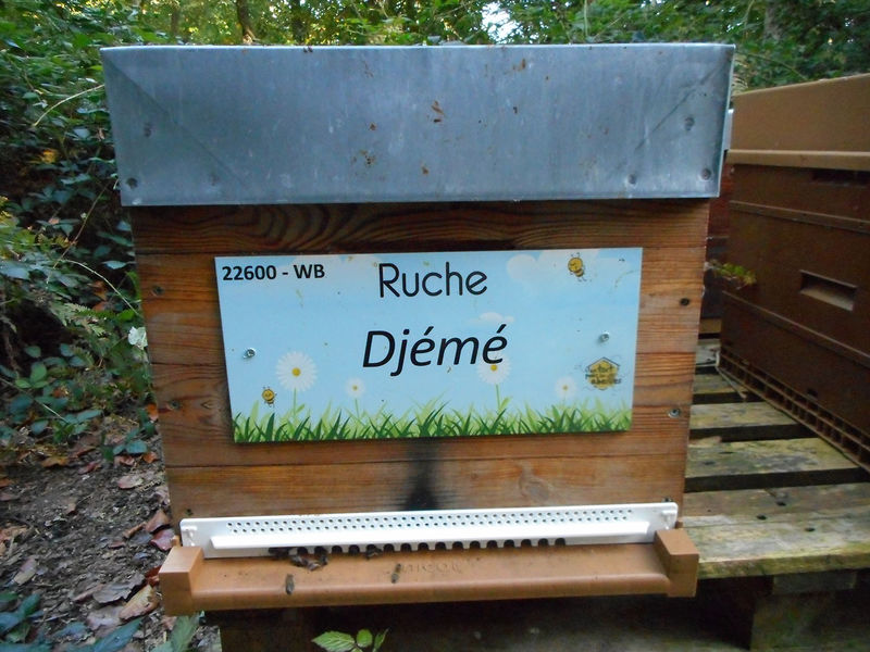 La ruche Djemé