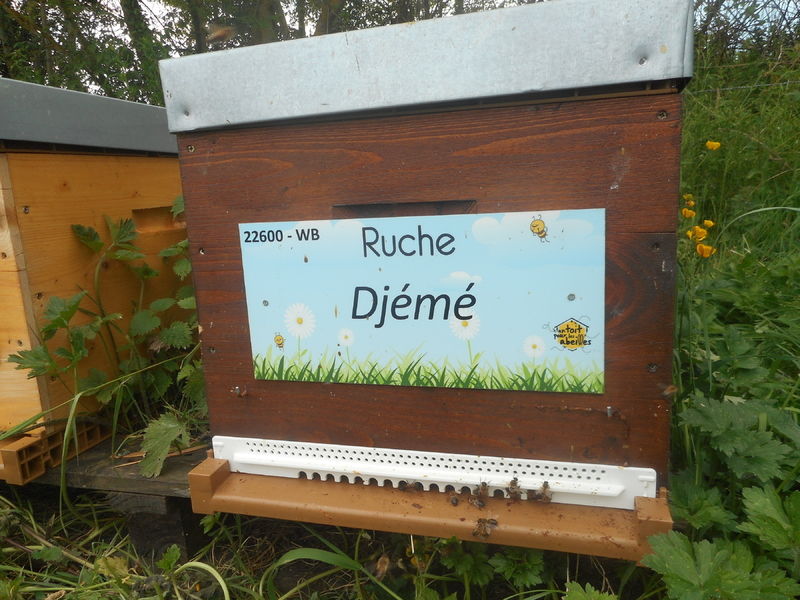 La ruche Djemé