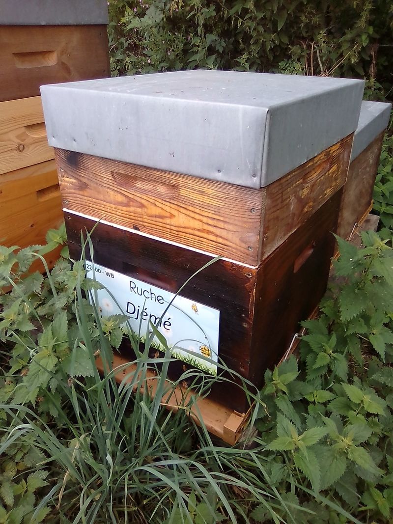 La ruche Djemé