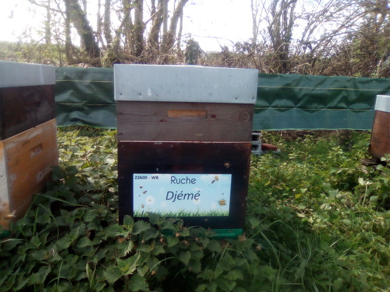 La ruche Djemé