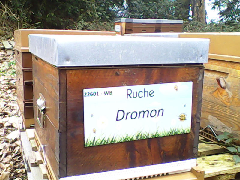 La ruche