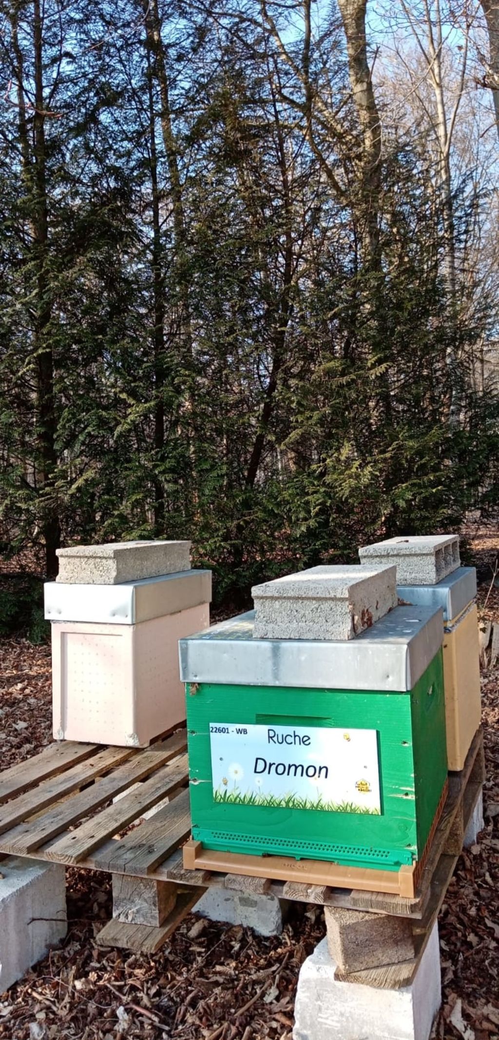 La ruche Dromon