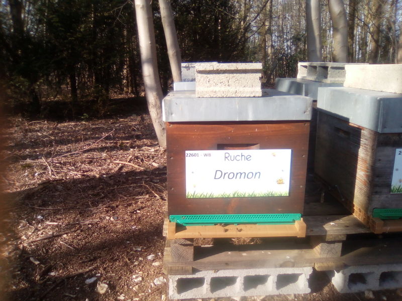 La ruche Dromon