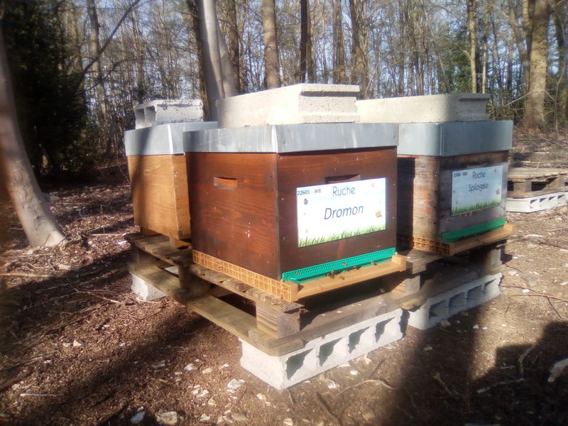 La ruche Dromon