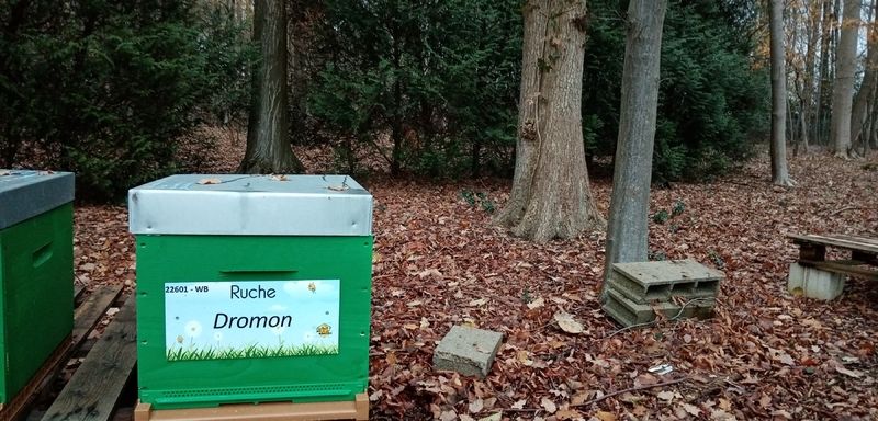 La ruche Dromon