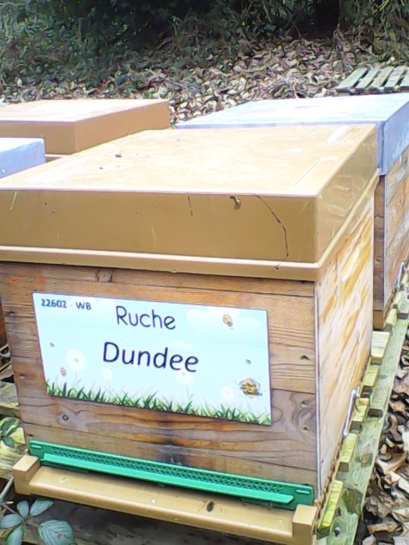 La ruche Dundee