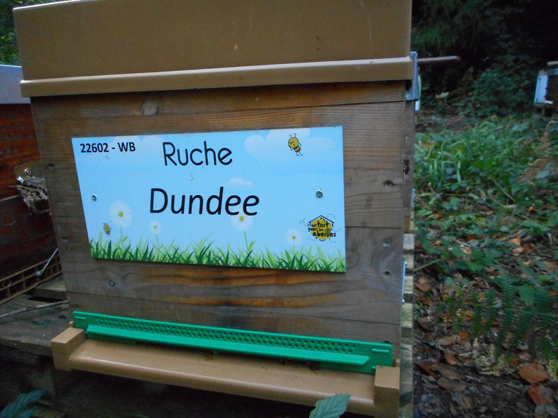 La ruche Dundee