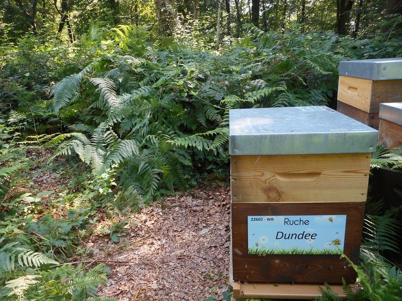 La ruche Dundee