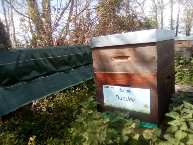 La ruche Dundee