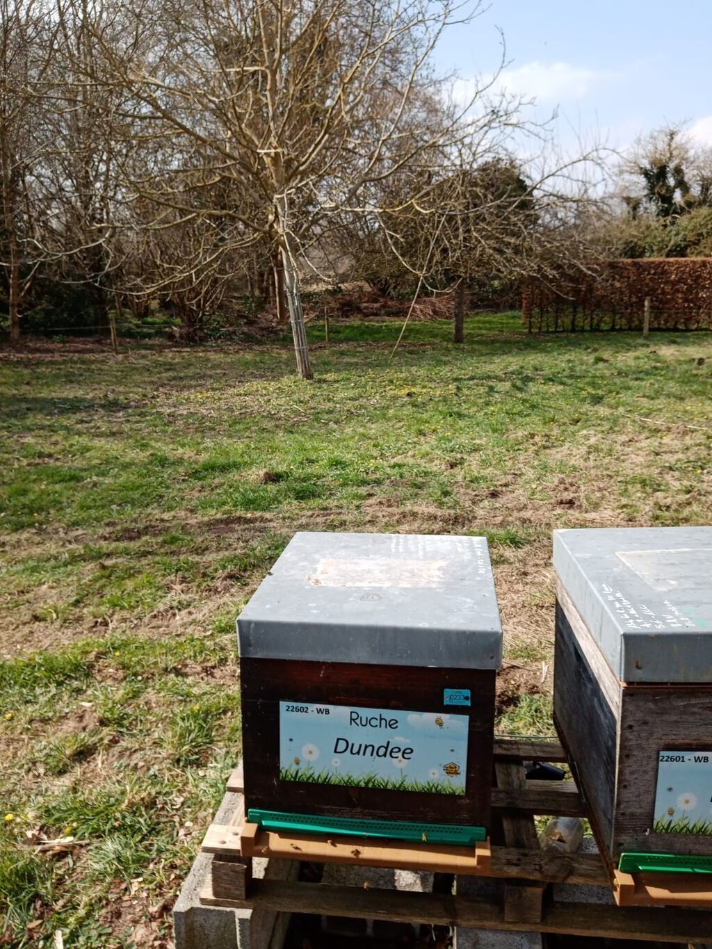 La ruche Dundee