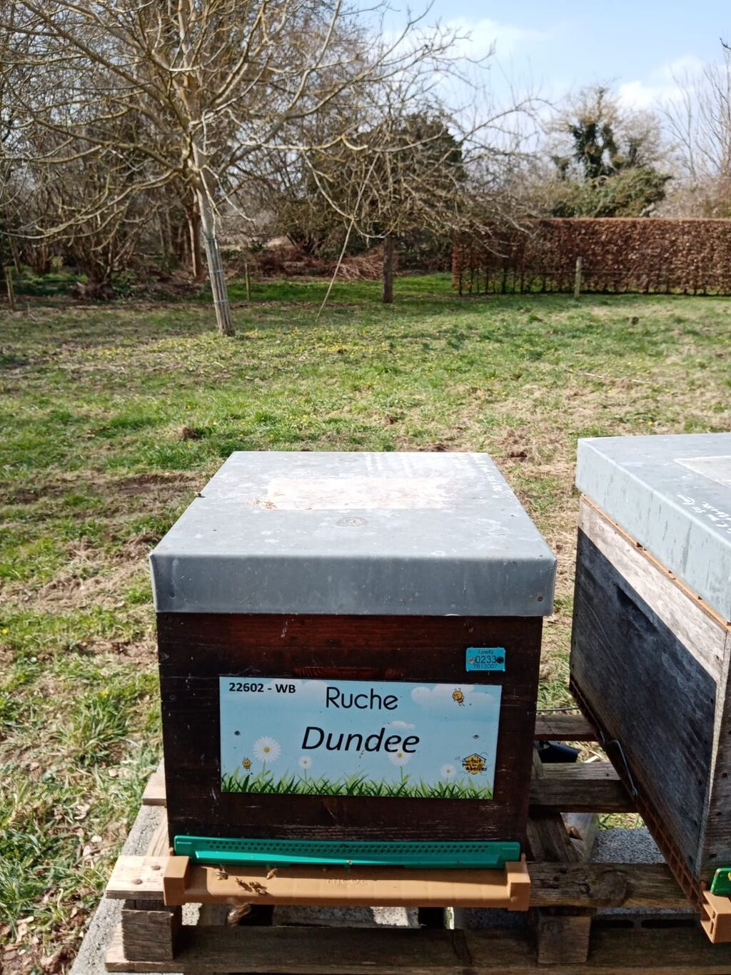 La ruche Dundee