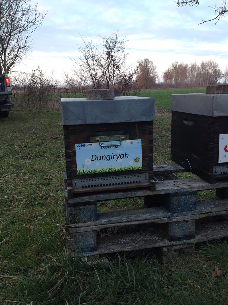 La ruche Dungiryah