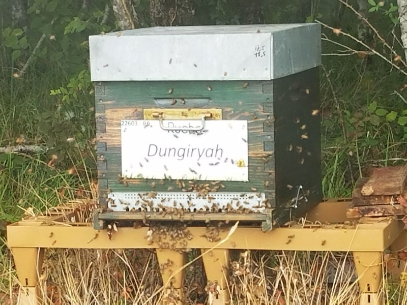 La ruche Dungiryah