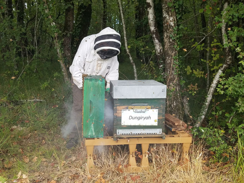 La ruche Dungiryah