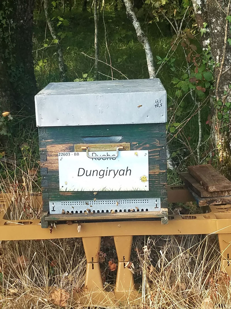 La ruche Dungiryah