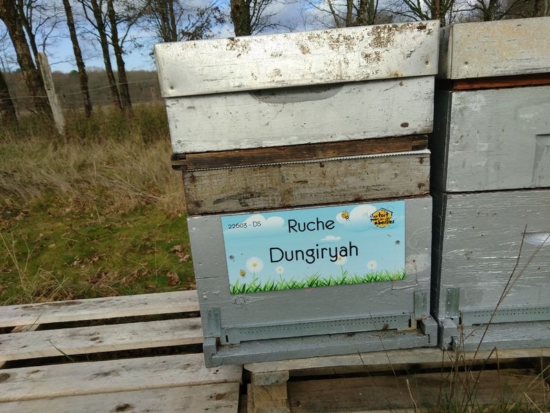 La ruche Dungiryah