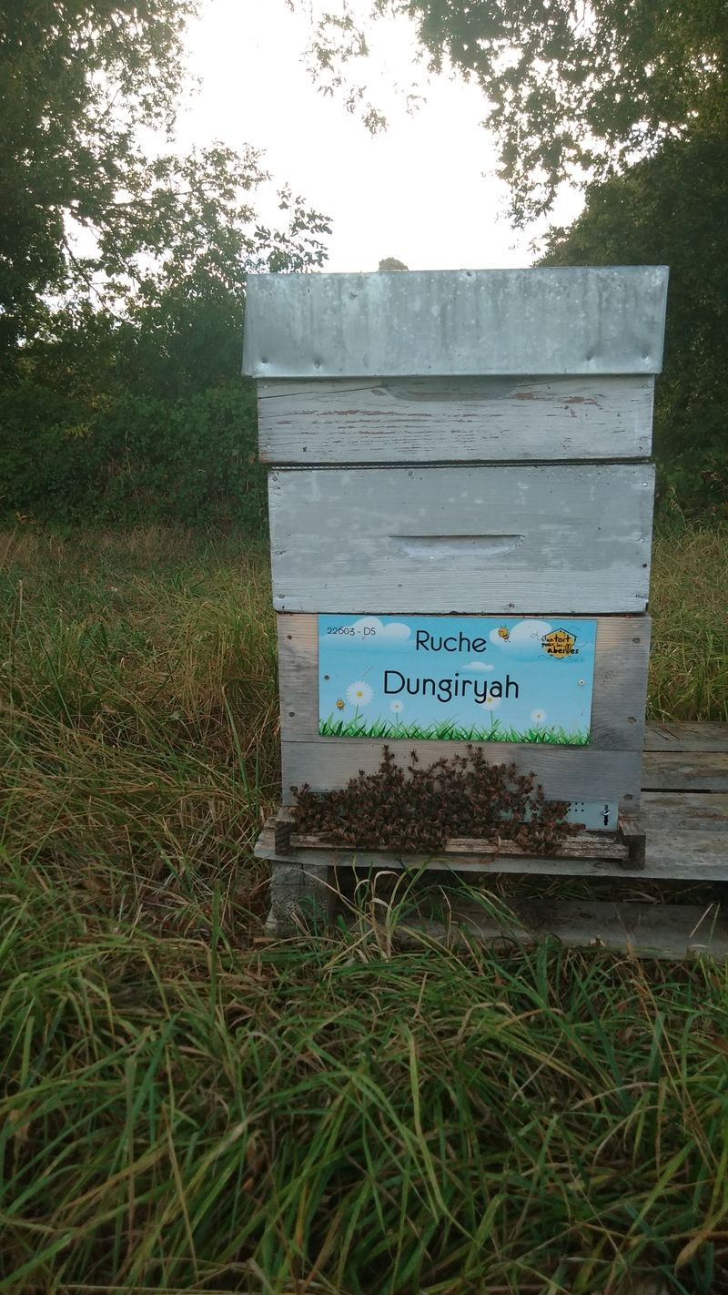 La ruche Dungiryah
