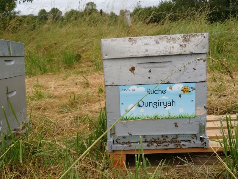 La ruche Dungiryah