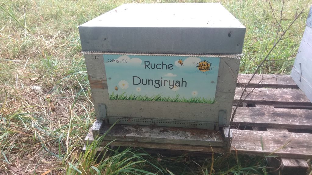 La ruche Dungiryah