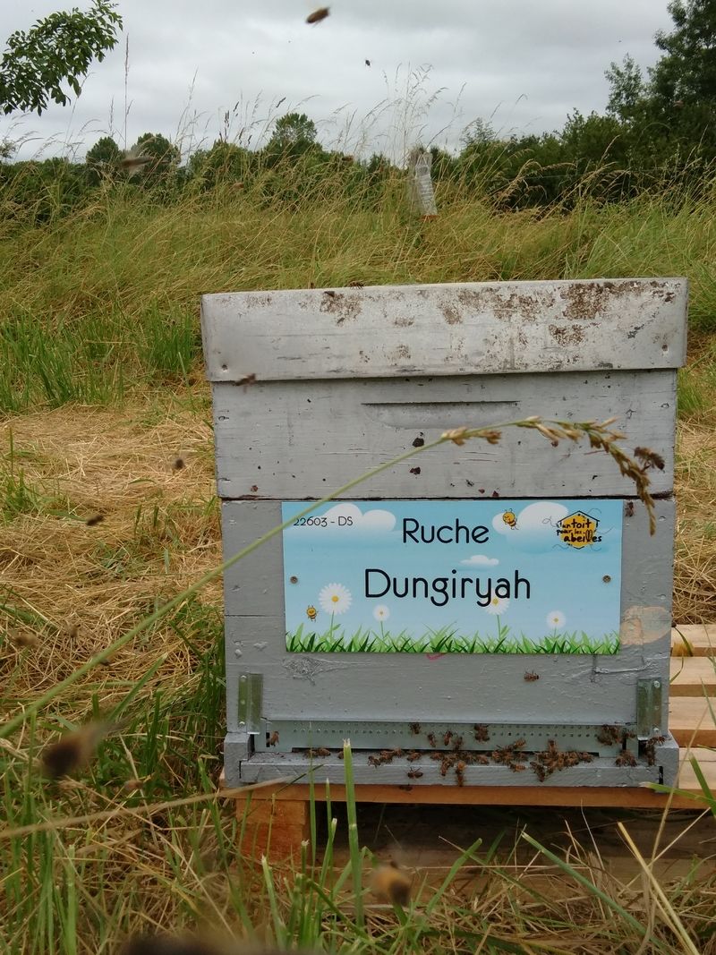 La ruche Dungiryah