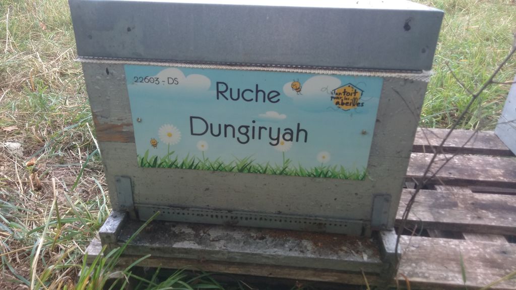 La ruche Dungiryah