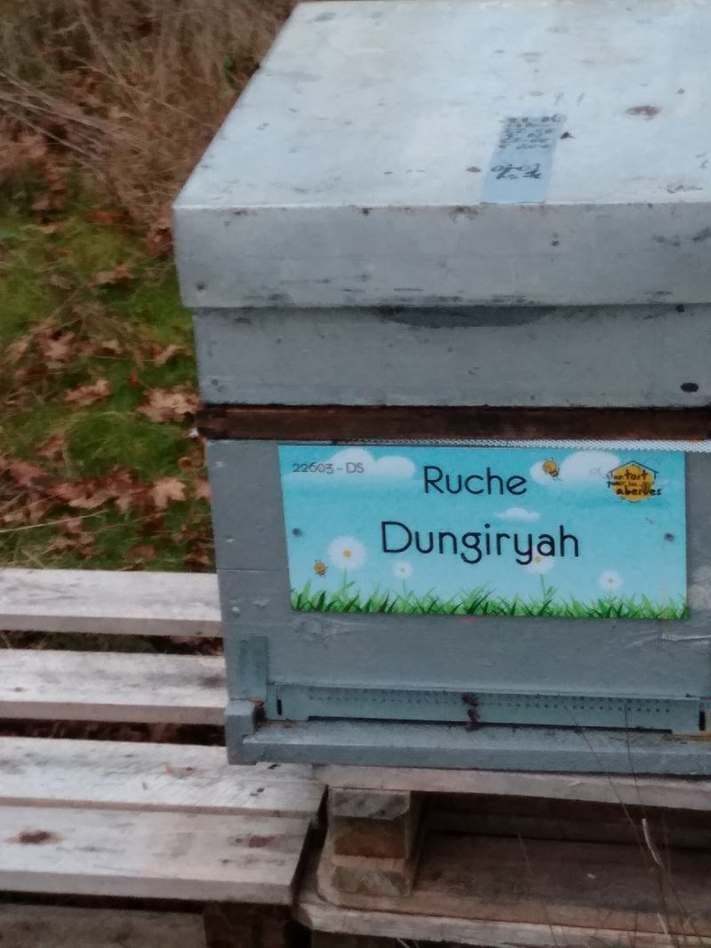 La ruche Dungiryah