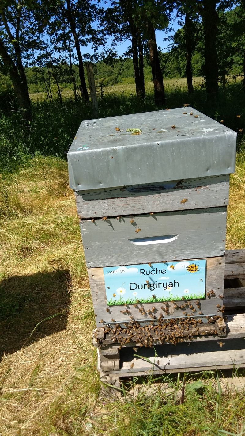 La ruche Dungiryah