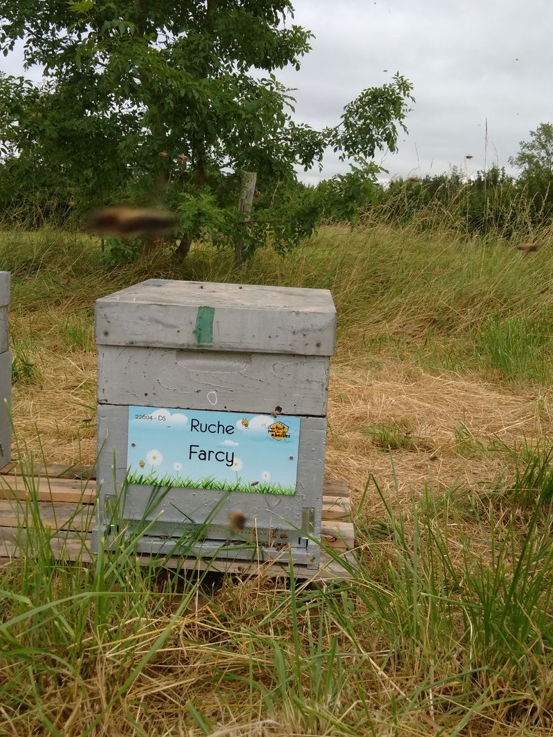 La ruche Farcy