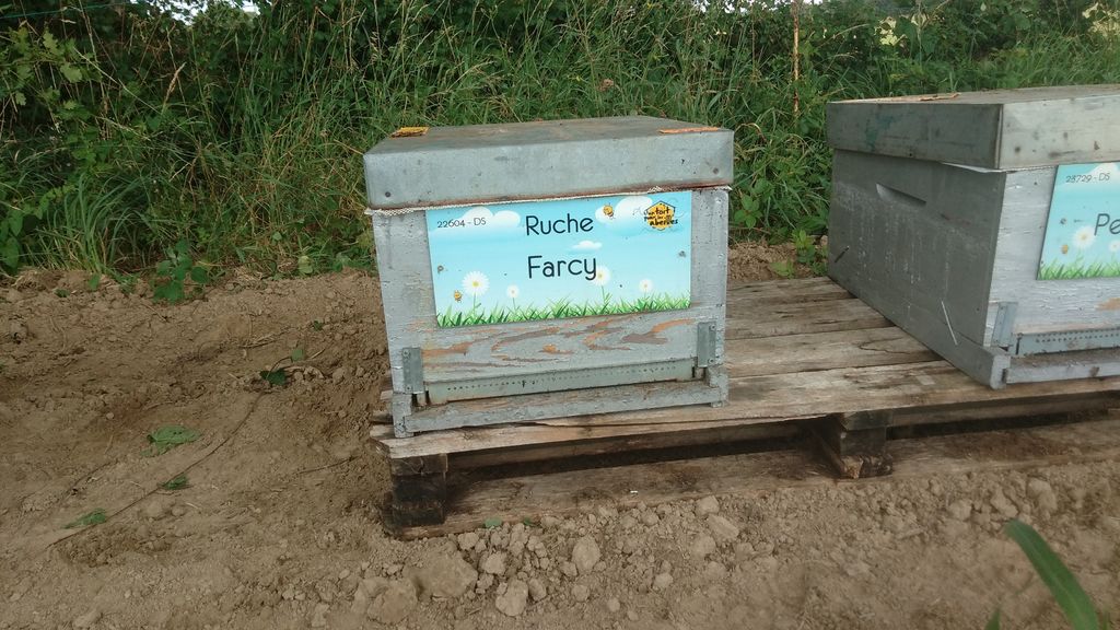 La ruche Farcy