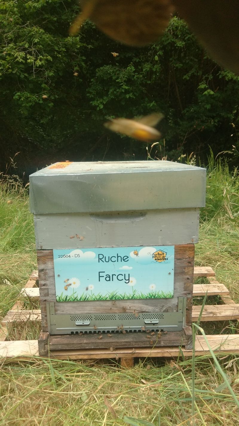 La ruche Farcy