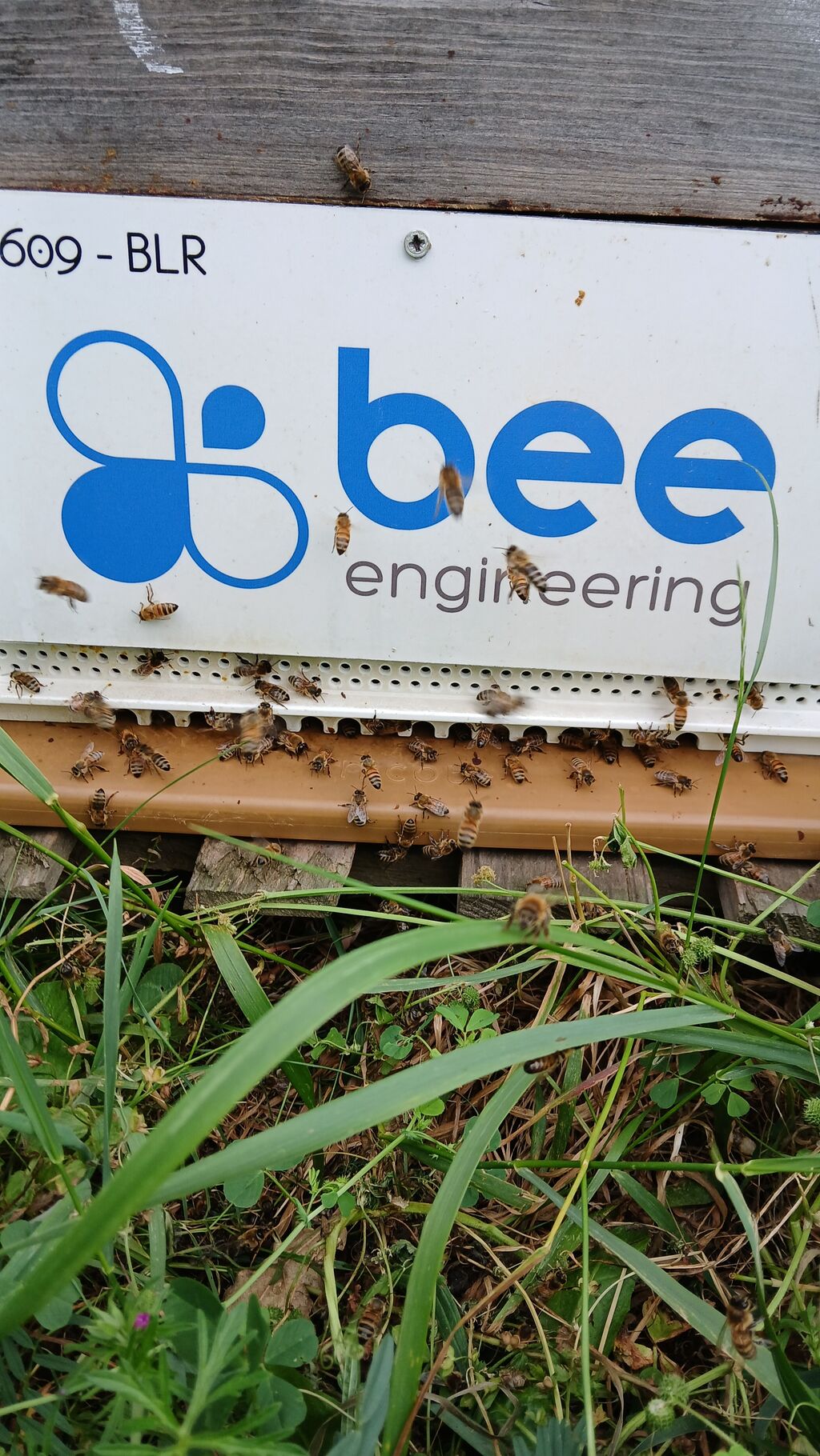La ruche Bee engineering