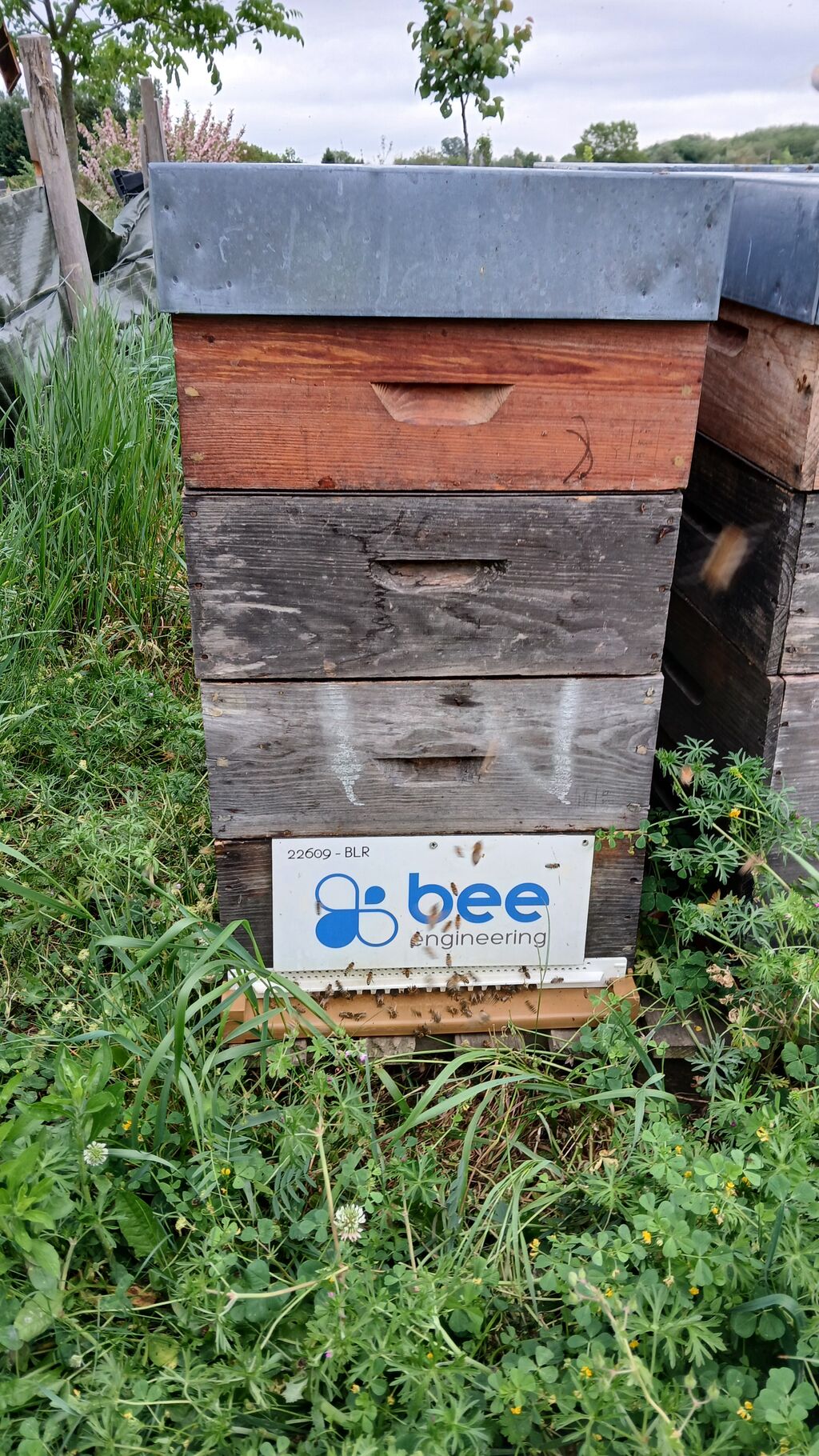 La ruche Bee engineering