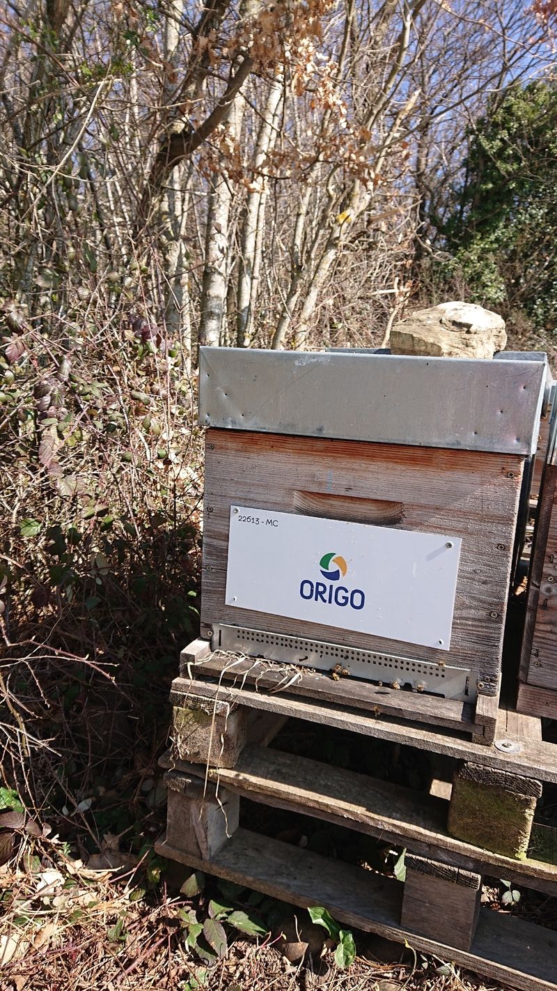 La ruche Origo