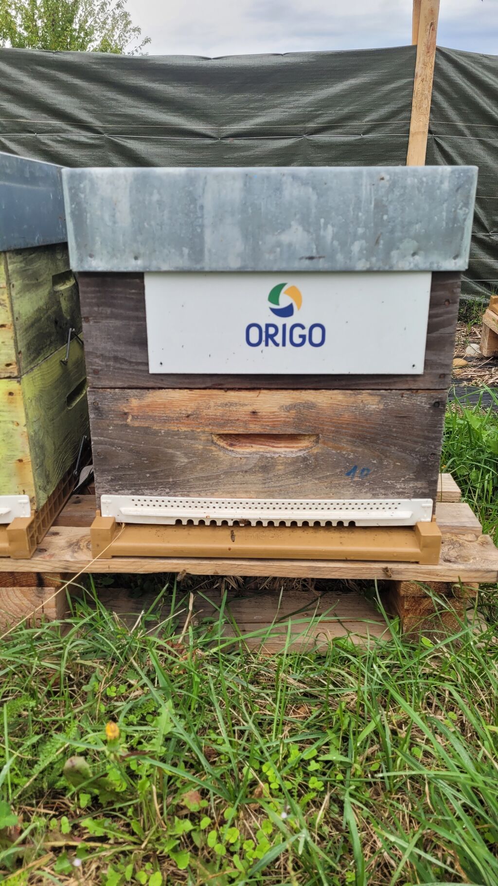 La ruche Origo