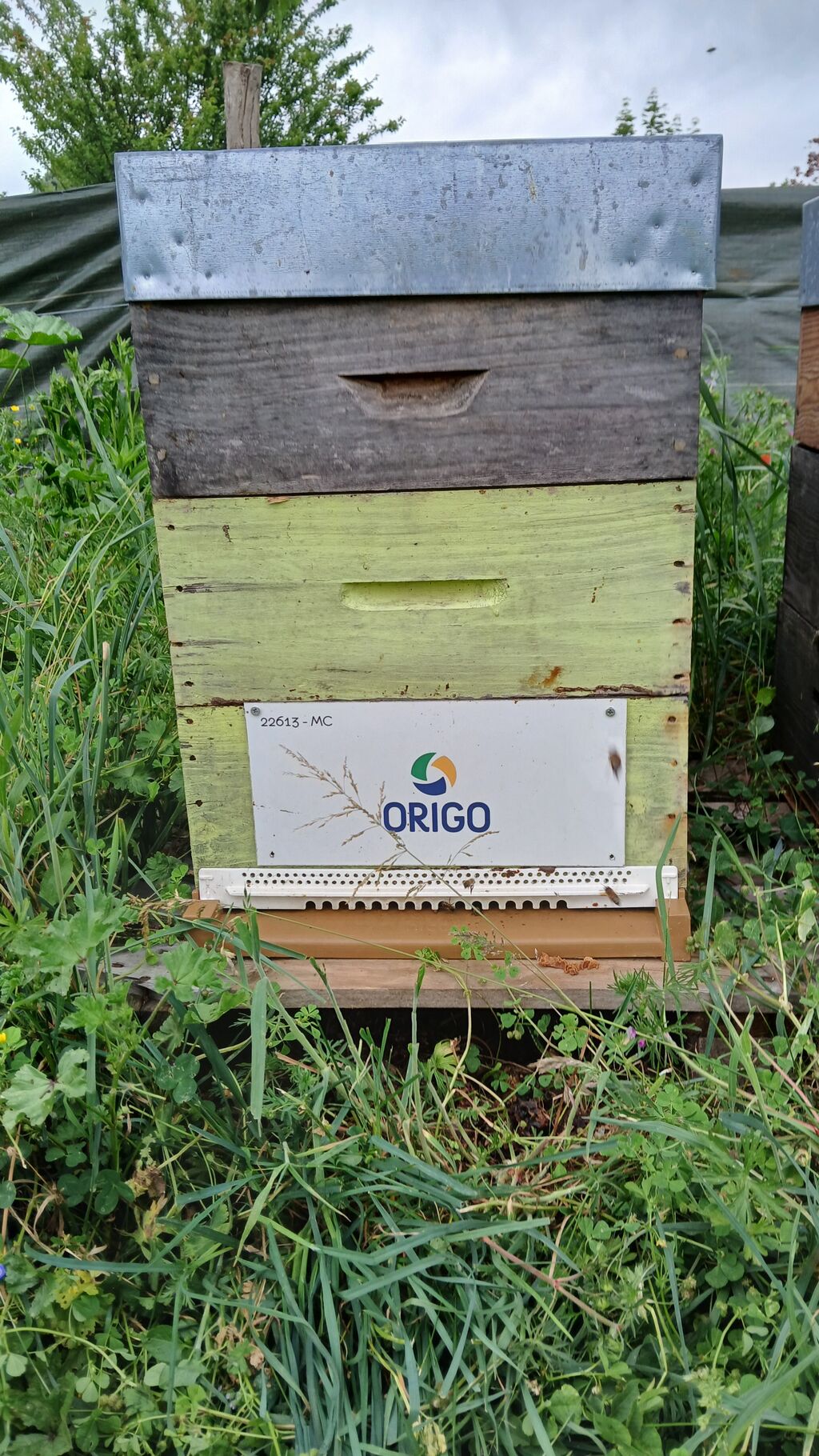 La ruche Origo